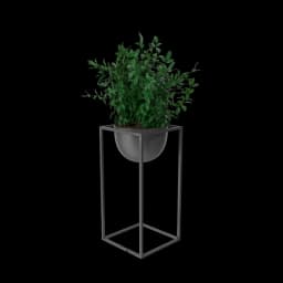 House Showpiece Plant